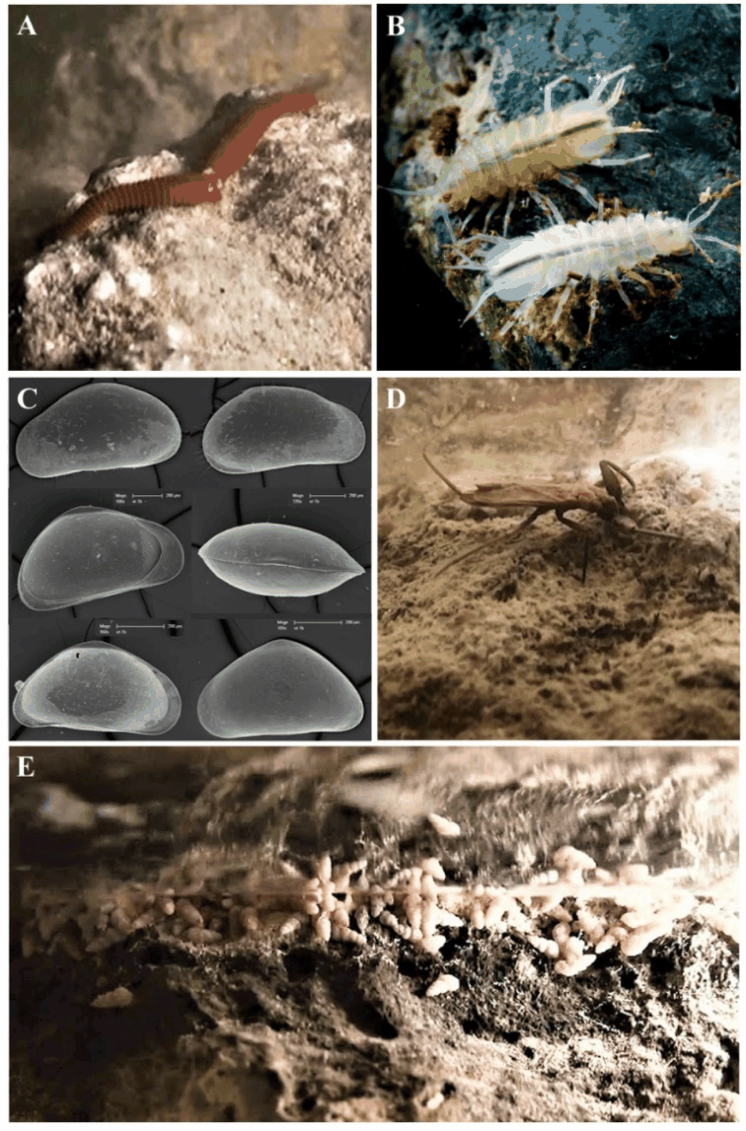 Fünfteilige wissenschaftliche Fototafel mit einem rötlichen Höhlenegel, weißen blinden Wasserasseln, Elektronenmikroskop-Aufnahmen von Muschelkrebsen, einem Wasserskorpion und kleinen weißen Höhlenschnecken.