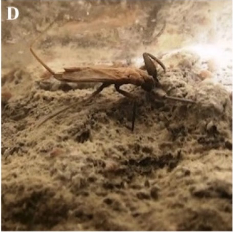 Nahaufnahme des blinden, bräunlichen Wasserskorpions Nepa anophthalma mit ausgeprägten Fangbeinen auf einer hellen, schwammartigen Mikrobenmatte.