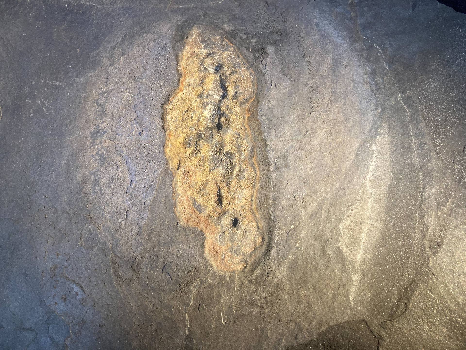 2,1 Milliarden Jahre altes Sedimentgestein mit pyritisiertem Gabonionta-Makrofossil aus dem Franceville-Becken in Gabun in einer Vitrine des Naturhistorischen Museums Wien