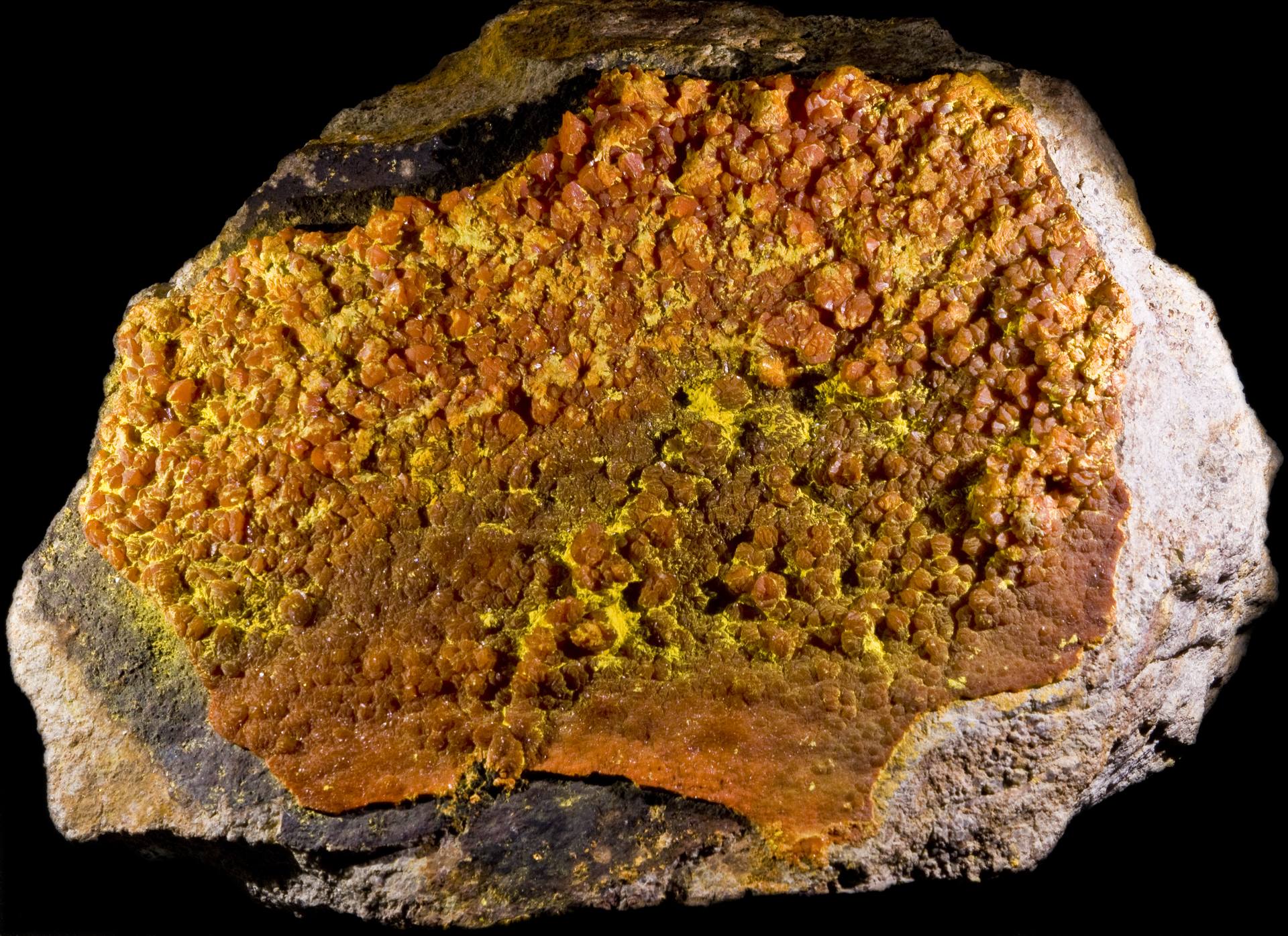 Nahaufnahme leuchtend gelb-orangefarbener Francevillit- und Curienit-Kristalle auf dunklem Matrixgestein aus der Uranmine Mounana im Franceville-Becken (Provinz Haut-Ogooué, Gabun).